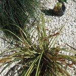 Carex saxatilis Kvet