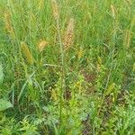 Setaria pumilaFlower