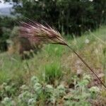 Bromus rubens Flower