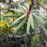 Euphorbia dendroides Fuelha