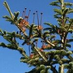 Abies fraseri Delienn