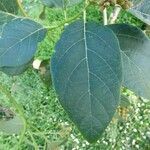 Cordia africana Folla