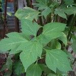 Tithonia diversifolia Foglia