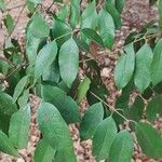 Plinia edulis Leaf