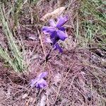 Aristea madagascariensis Flower