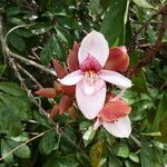 Duparquetia orchidacea Flor