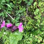 Silene dioica Flower