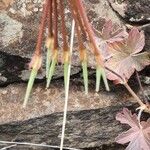 Pelargonium multibracteatum Fruit