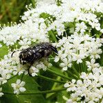 Pleurospermum austriacum Blomst