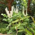 Cunonia austrocaledonica Habit