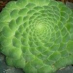 Aeonium tabulaeforme 叶