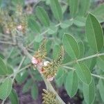 Indigofera suffruticosa പുഷ്പം
