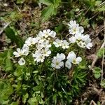 Androsace obtusifolia Цветок