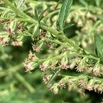 Artemisia princeps Květ