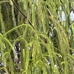 Dacrydium cupressinum Leaf