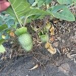 Datura inoxia Fruit