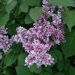 Syringa josikaea Flower