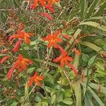 Crocosmia × crocosmiifloraফুল