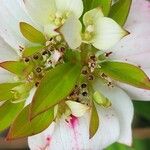 Cornus canadensis Blüte