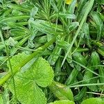 Saxifraga hostii Likasa
