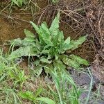 Rumex hydrolapathum Blatt