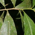 Gymnanthes riparia Hoja