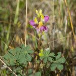 Lupinus stiversii 整株植物