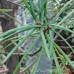 Sciadopitys verticillata Blatt