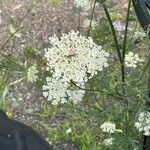 Visnaga daucoidesFiore