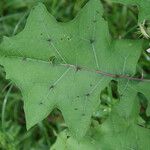 Solanum stramoniifolium Lehti