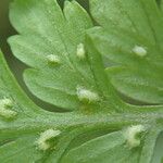 Athyrium ammifolium