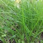 Carex remota 葉