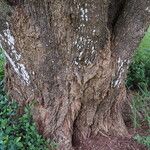 Albizia harveyi кора