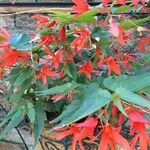 Begonia pendula List