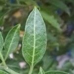 Solanum crispum Folla