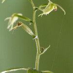 Acianthus amplexicaulis Fruit