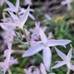 Farsetia undulicarpa Flor