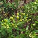 Hubertia ambavilla Blomst