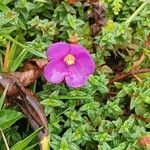 Tibouchina ornataफूल