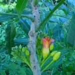 Castanospermum australe Цвят