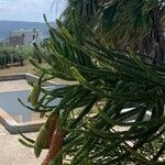 Araucaria columnaris Hoja