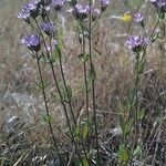 Centaurium erythraea Hábito