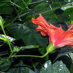 Hibiscus rosa-sinensis 花