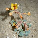 Hoffmannseggia glauca موطن