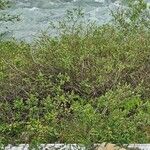 Salix caesia Libunga