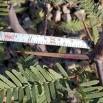 Vachellia erioloba Corteza