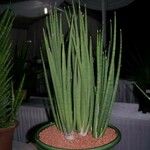 Sansevieria bacularis