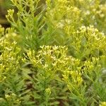 Hubertia ambavilla Flower