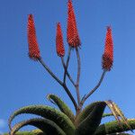 Aloe excelsa Квітка