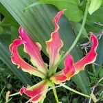 Gloriosa simplex फूल